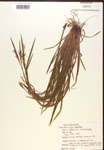 000017236-thumbnail.jpg