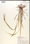 000017237-thumbnail.jpg