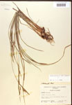 Carex