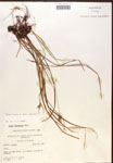 000017278-thumbnail.jpg