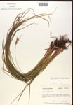 000017284-thumbnail.jpg