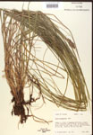 000017307-thumbnail.jpg