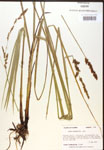 000017312-thumbnail.jpg