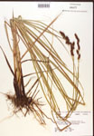 000017316-thumbnail.jpg