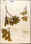 000017317-thumbnail.jpg