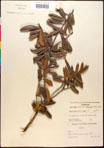 000017318-thumbnail.jpg