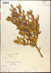 000017319-thumbnail.jpg