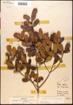 000017320-thumbnail.jpg