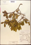 000017321-thumbnail.jpg