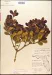 000017322-thumbnail.jpg