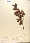 000017324-thumbnail.jpg