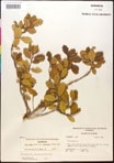 000017325-thumbnail.jpg