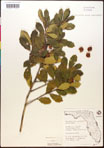 000017326-thumbnail.jpg