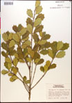 000017327-thumbnail.jpg