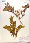 000017328-thumbnail.jpg