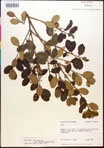000017329-thumbnail.jpg