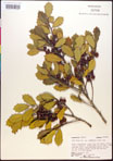 000017330-thumbnail.jpg