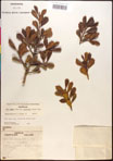 000017332-thumbnail.jpg