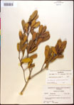 000017334-thumbnail.jpg