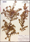 000017335-thumbnail.jpg