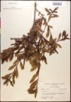 000017336-thumbnail.jpg
