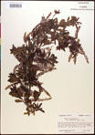 000017337-thumbnail.jpg