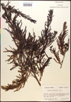 000017338-thumbnail.jpg