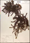 000017339-thumbnail.jpg