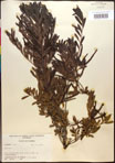 000017340-thumbnail.jpg