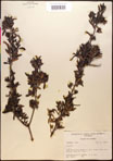 000017341-thumbnail.jpg