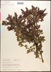 000017342-thumbnail.jpg