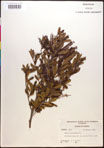 000017343-thumbnail.jpg