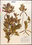 000017344-thumbnail.jpg