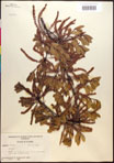 000017345-thumbnail.jpg