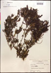 000017346-thumbnail.jpg