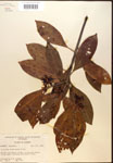 000017348-thumbnail.jpg
