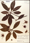 000017349-thumbnail.jpg