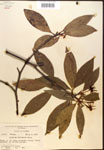000017350-thumbnail.jpg
