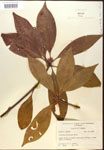 000017351-thumbnail.jpg