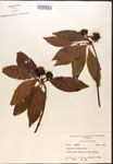 000017352-thumbnail.jpg