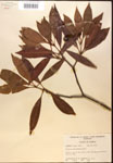 000017355-thumbnail.jpg
