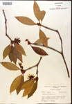 000017356-thumbnail.jpg