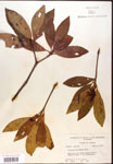 000017357-thumbnail.jpg