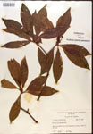 000017358-thumbnail.jpg