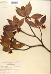 000017359-thumbnail.jpg
