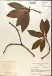 000017360-thumbnail.jpg