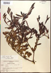 000017364-thumbnail.jpg