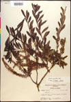 000017365-thumbnail.jpg