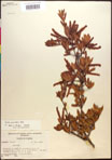 000017366-thumbnail.jpg