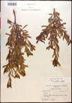 000017367-thumbnail.jpg
